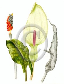 Arum maculatum